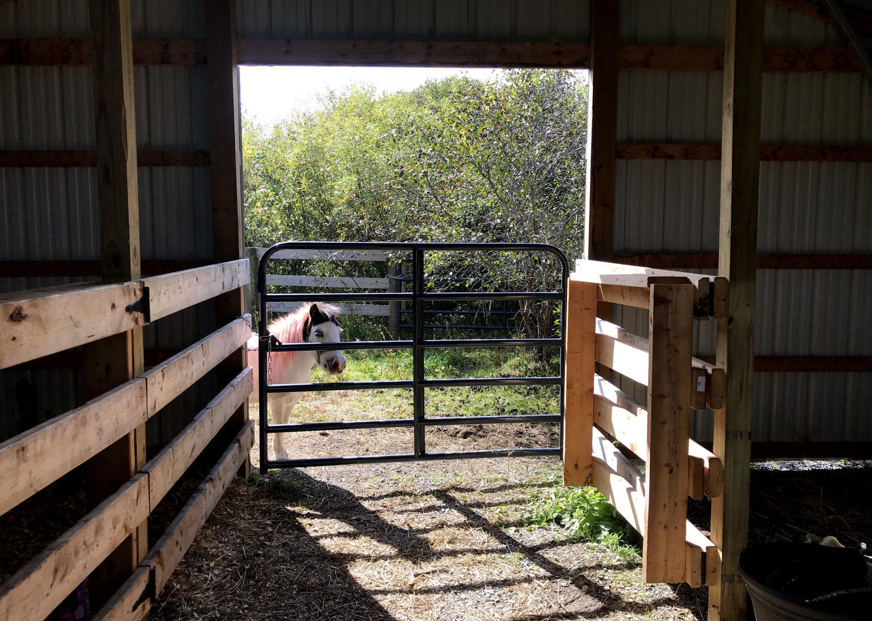 Penny's Country Farm 11